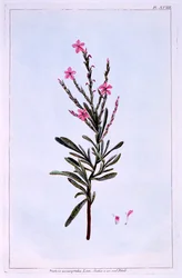 Statice, Phyllostachys spicata